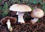 Agaricus perobscurus - Fungi Species | sokos jishebi | სოკოს ჯიშები